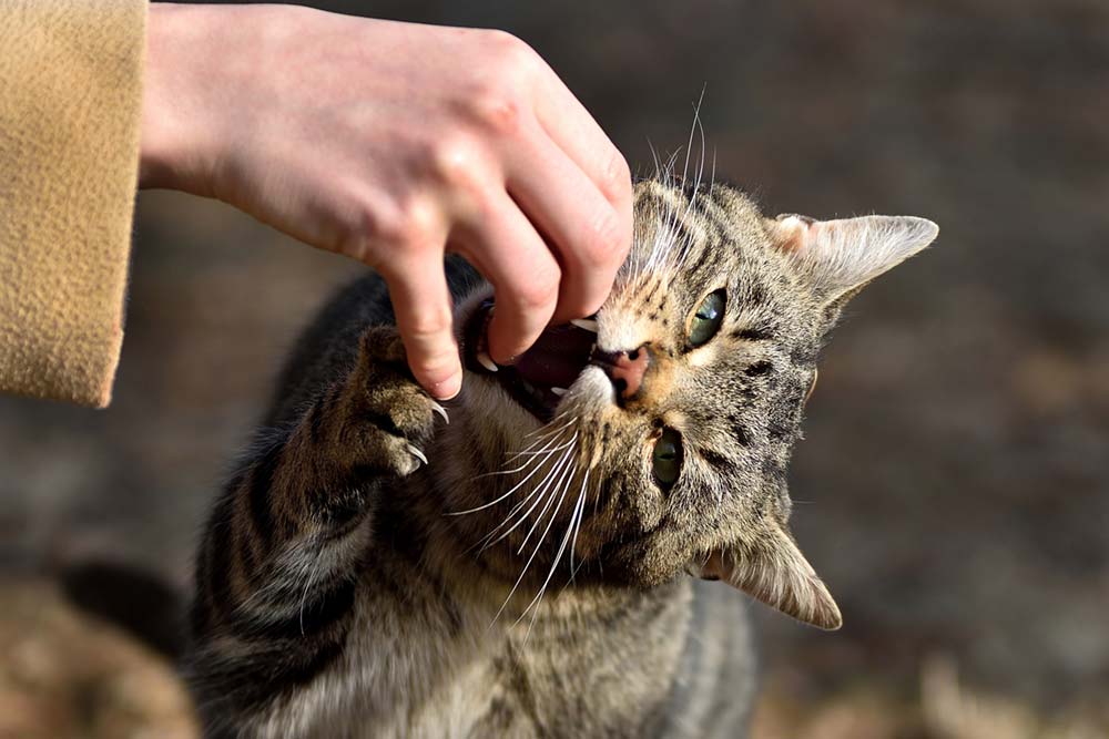 My Cat Purrs And Bites Me Gently: Dr Cutler Explains Why