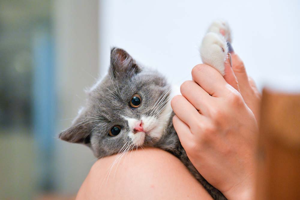 Why doesn’t my cat knead? Our Cat Behaviorist Explains