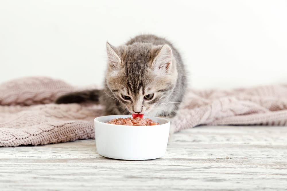 Best Kitten Food of 2024 – Vetstreet