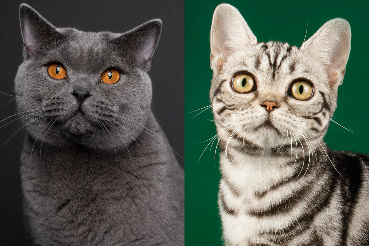 British Shorthair vs American Shorthair