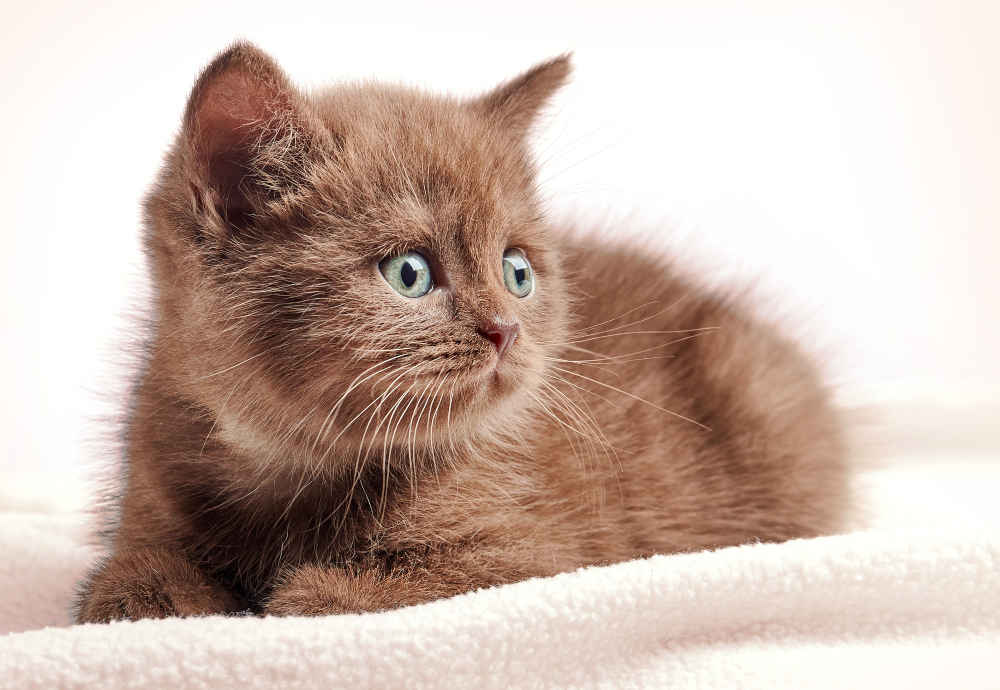 Why Brown Cats Are Rare + Pics of 11 Brown Cat Breeds