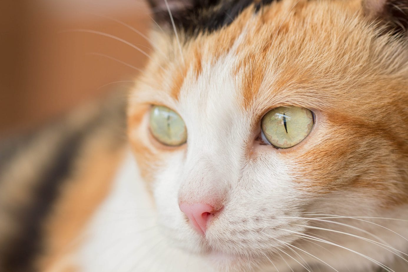 9 Types of Calico Cats (With Photos)