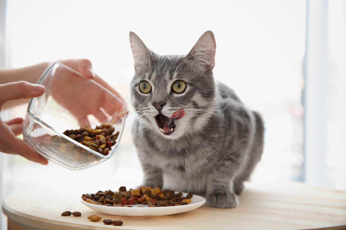 My Cat Has Low Energy But Is Still Eating Well [Vet Answer]