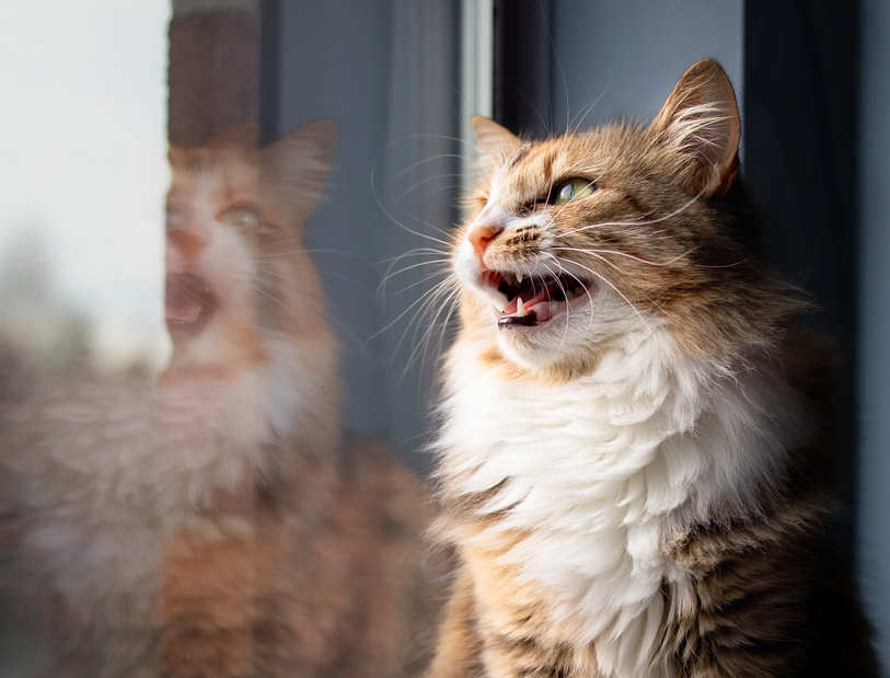 Why Do Cats Trill or Chirp? A Cat Behaviorist Explains