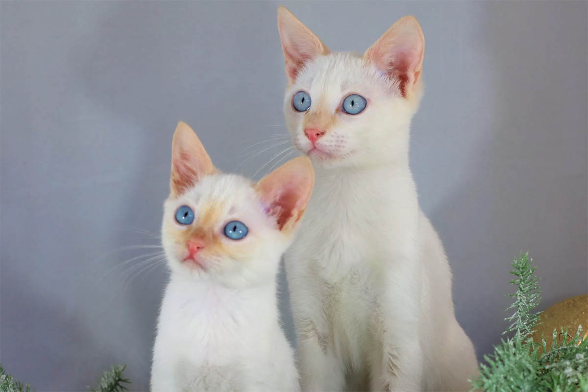 Colourpoint Shorthair Breed Profile – Cat-World