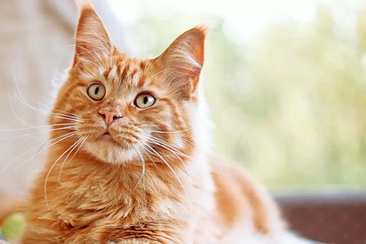 25 Orange Cat Breeds & Patterns with Stunning Pics