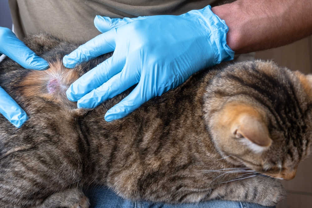 Cat with Sores & Hair Loss: Top Reasons & What to Do