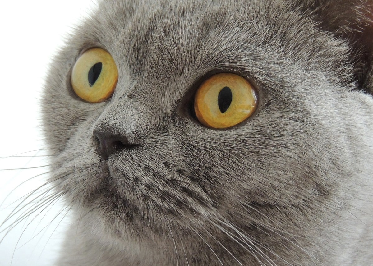 22 Breeds of Cats with Big Eyes that Will Make You Fall in Love