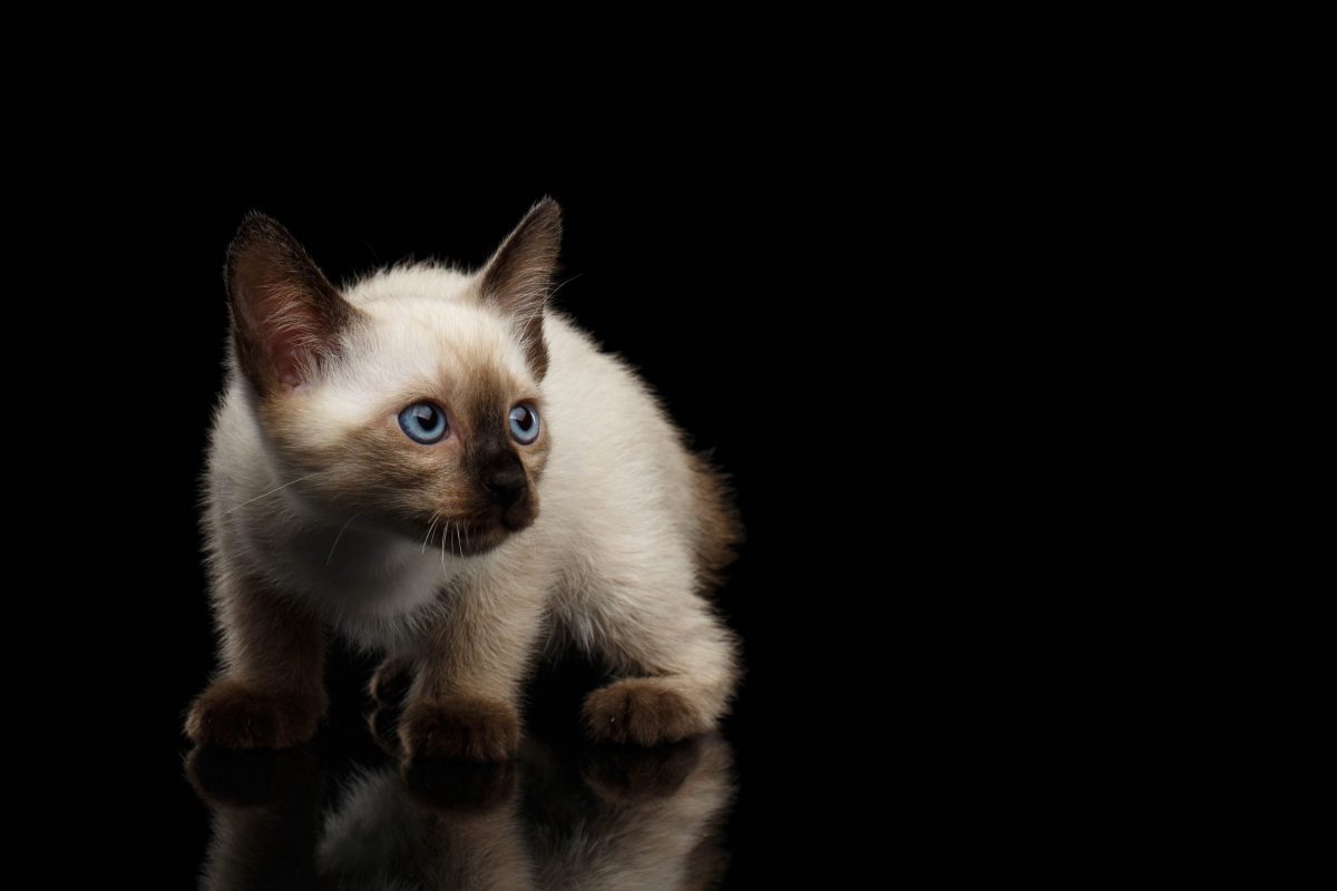 Cat Breeds from Asia – Cat-World