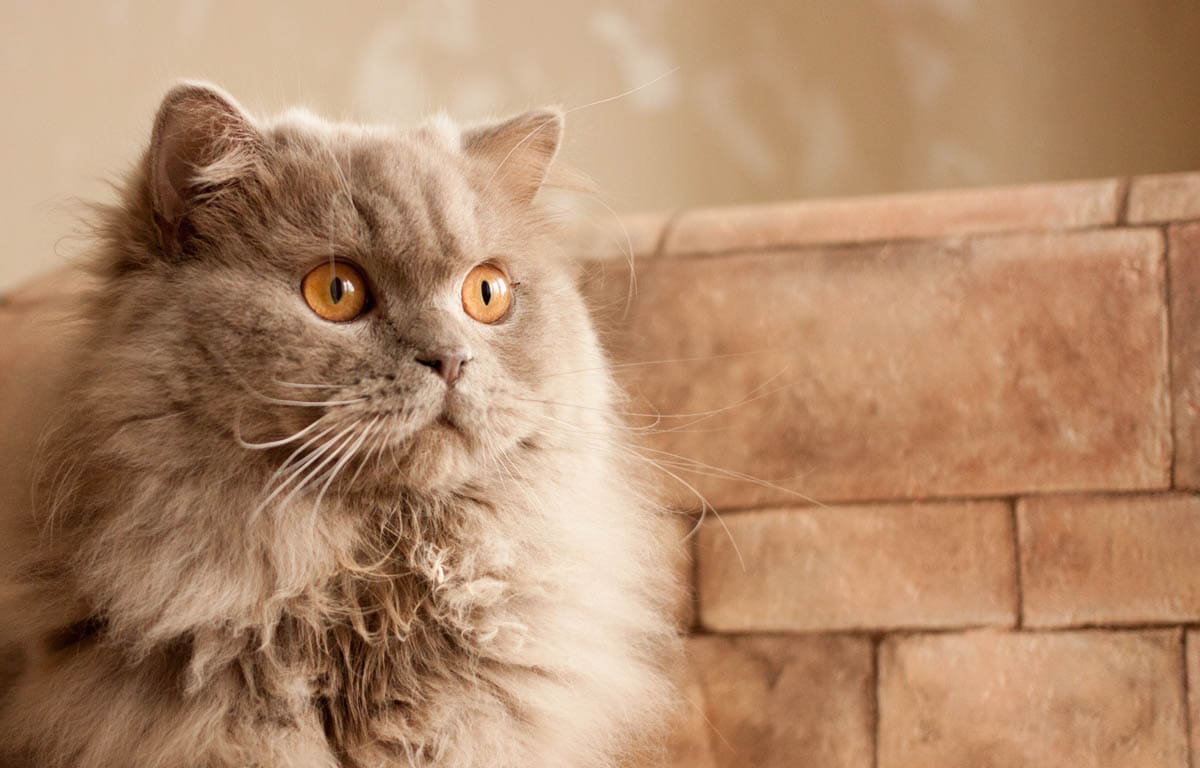 British Longhair Breed Profile – Cat-World