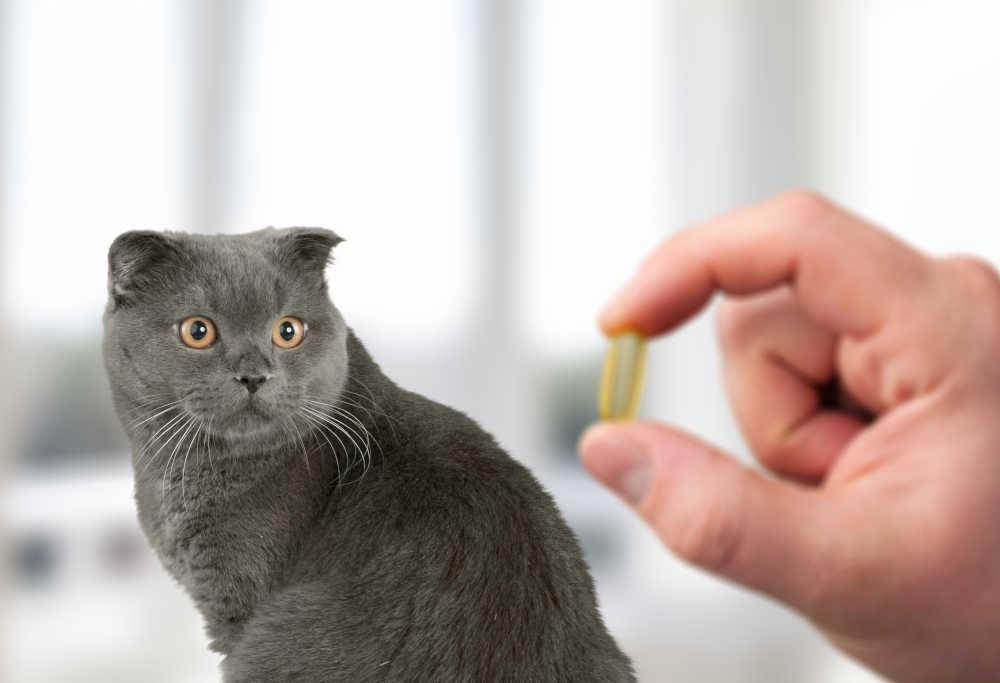 Antibiotics To Treat Cat Diarrhea: FAQ With Our Veterinarian