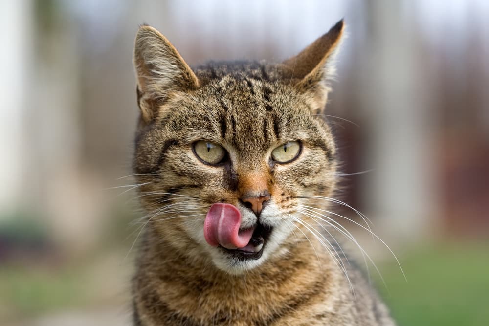 Raw Cat Food: 7 Top Picks for Your Hungry Carnivore – Vetstreet