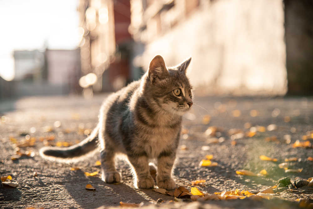 9 Reasons Cats Run Away From Home – And What to Do