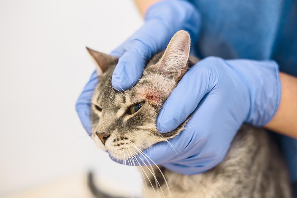 Top Causes of Scabs on a Cat’s Chin + How to Help [Vet Advice] [Vet Advice]