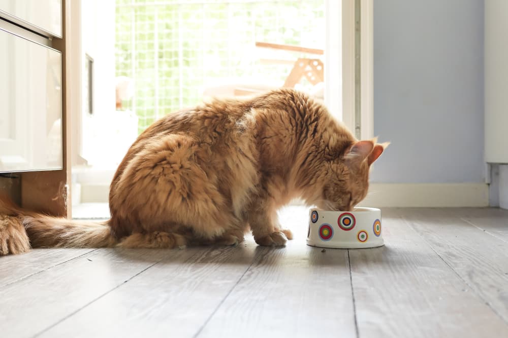 6 Best Organic Cat Foods of 2024 – Vetstreet