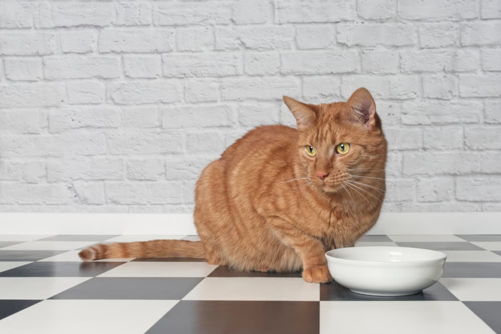  8 Cat Foods for Allergies in 2024 – Vetstreet