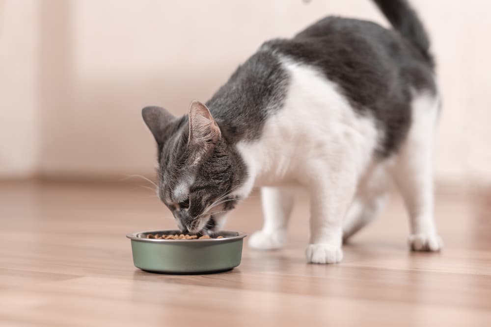 6 Best Hairball Control Cat Foods, According to Vets – Vetstreet