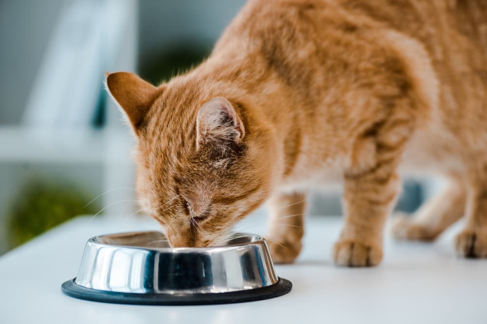 Best Fresh Cat Food: 6 Options to Consider – Vetstreet