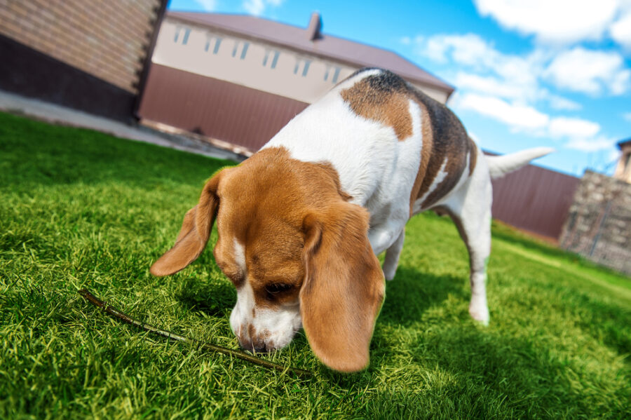 The Importance of Environmental Enrichment for Cats and Dogs