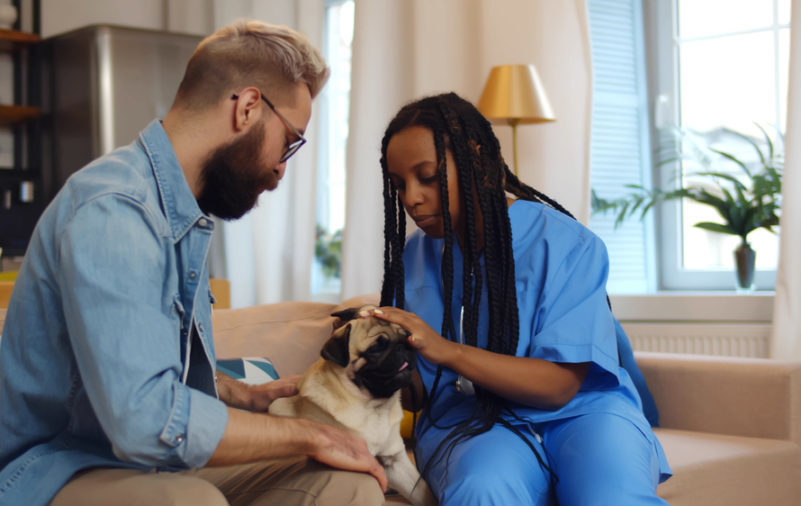 How managing your dog or cat’s emotional state takes the stress out of vet visits