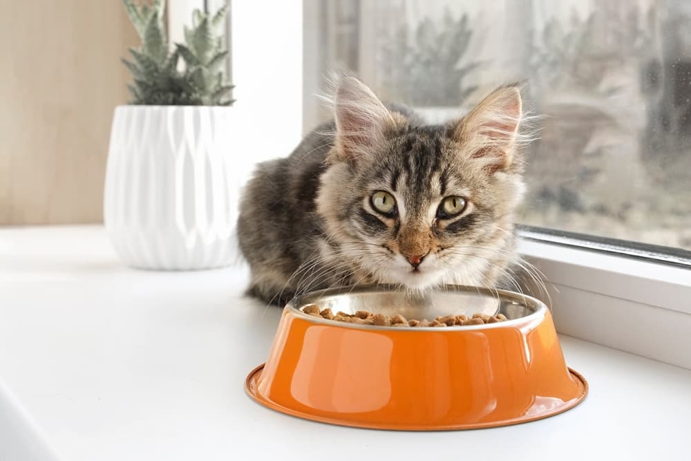 7 Best Cheap Cat Foods That Provide High-Quality Nutrition – Vetstreet