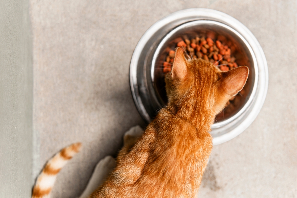 Best Dry Cat Food of 2025: Top 11 Picks – Vetstreet