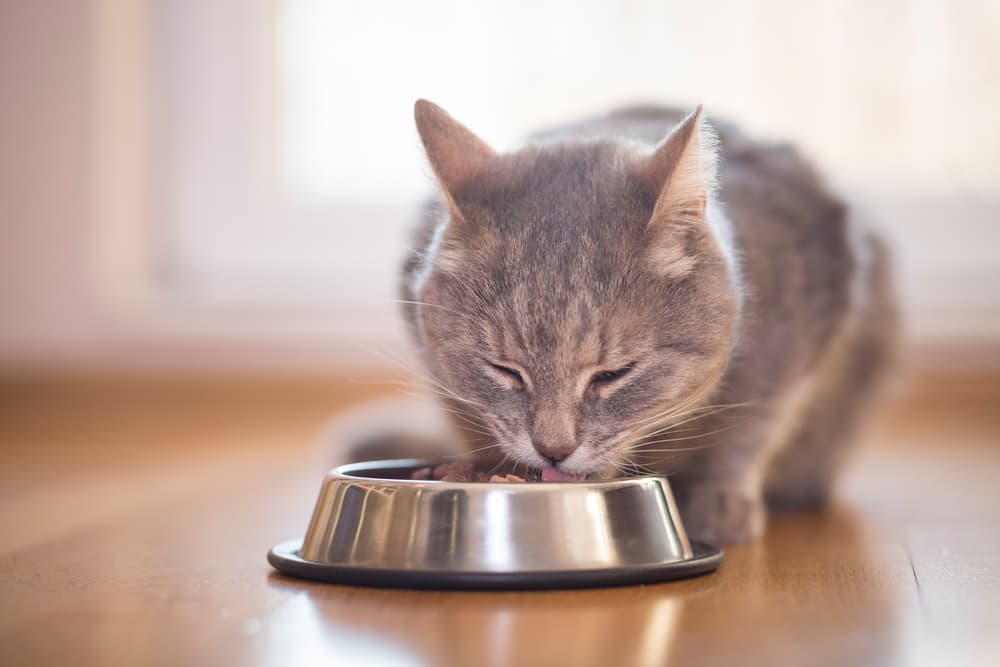 Salmon Cat Food: 9 Favorite Fishy Formulas – Vetstreet