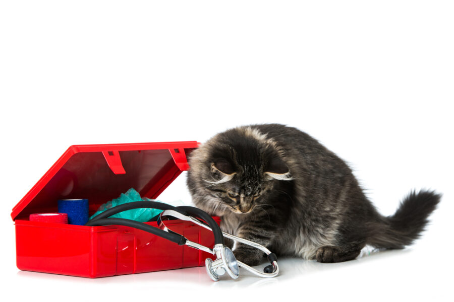 Emergency Preparedness for Cats | Animal Wellness Magazine