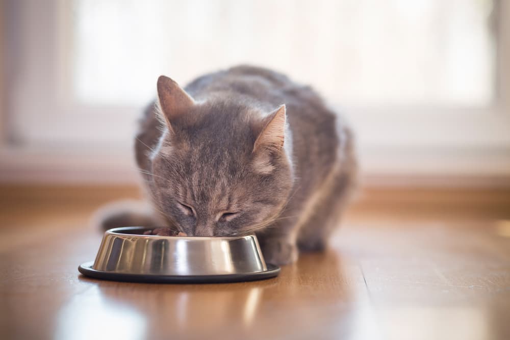 8 Best Grain-Free Cat Foods in 2024 – Vetstreet