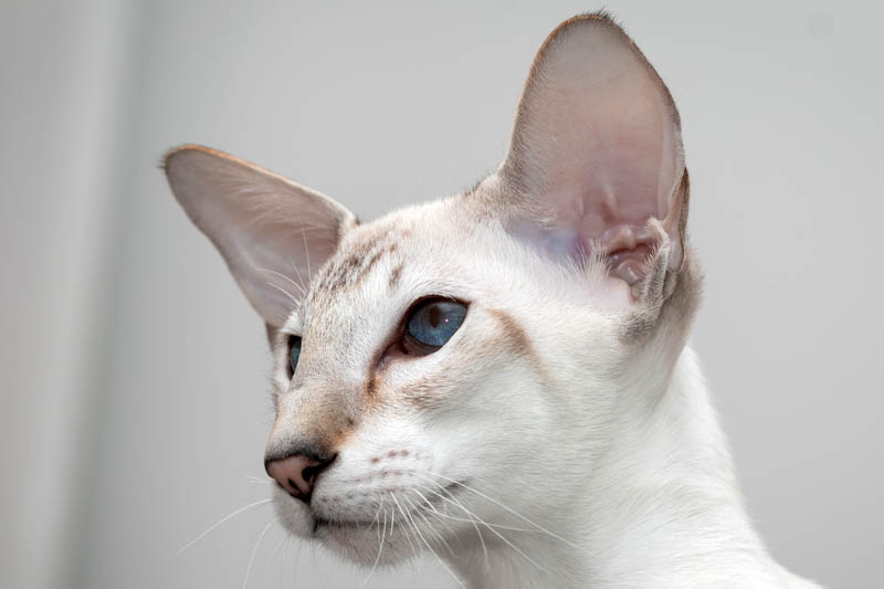 The Top 6 Skinny-Faced Cat Breeds