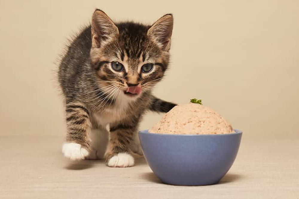 Is Fresh Cat Food Worth the Splurge? My Take on Smalls Cat Food – Vetstreet