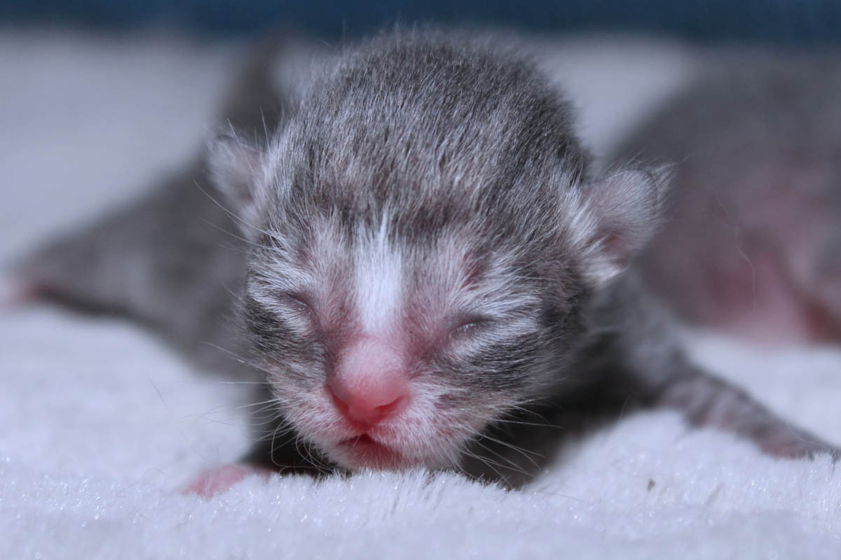 Why Do Cats Kill Their Kittens?